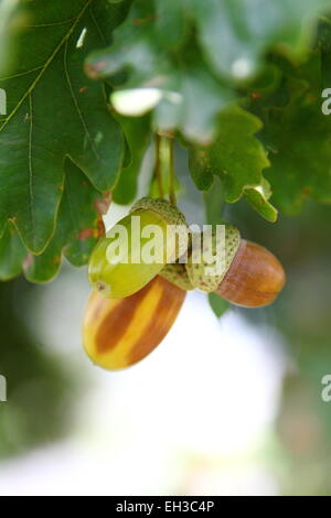 Eicheln - englische Eiche Quercus Robur auf dem Baum mit Blättern im Hintergrund Stockfoto