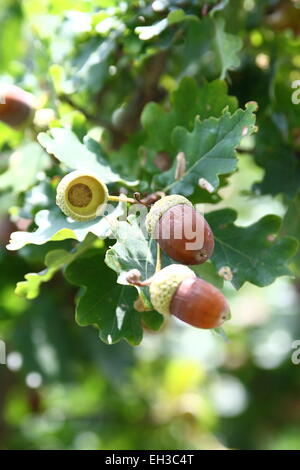 Eicheln - englische Eiche Quercus Robur auf dem Baum mit Blättern im Hintergrund Stockfoto