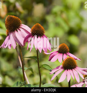 Lila Sonnenhut im Garten Nahaufnahme Stockfoto