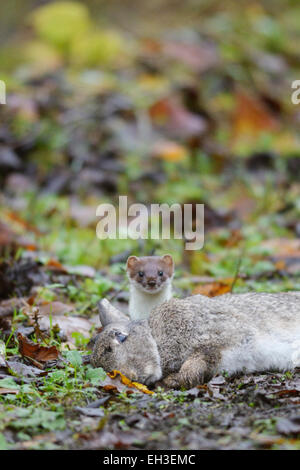 Hermelin, Mustela Erminea, mit frisch getöteten oder gelähmten Kaninchen, Wales, UK Stockfoto