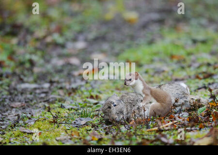 Hermelin, Mustela Erminea, angreifen und töten ein Kaninchen für Lebensmittel mit wiederholten lähmt beißt auf der Rückseite des Halses Wales, UK Stockfoto