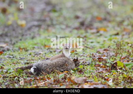 Hermelin, Mustela Erminea, mit frisch getöteten oder gelähmten Kaninchen, Wales, UK Stockfoto