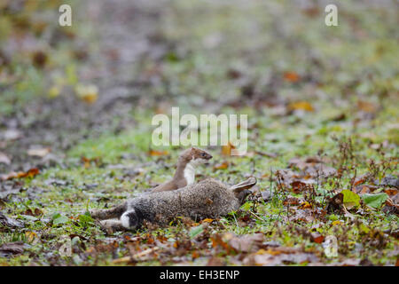 Hermelin, Mustela Erminea, mit frisch getöteten oder gelähmten Kaninchen, Wales, UK Stockfoto