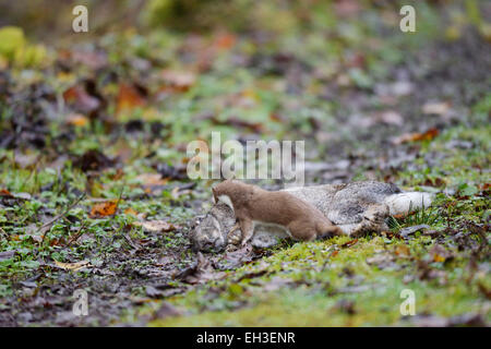 Hermelin, Mustela Erminea, angreifen und töten ein Kaninchen für Lebensmittel mit wiederholten lähmt beißt auf der Rückseite des Halses Wales, UK Stockfoto