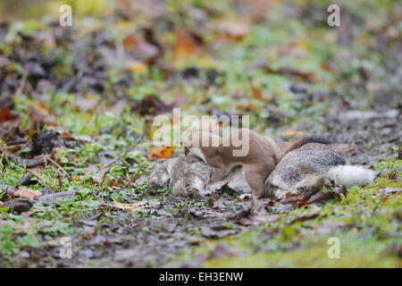 Hermelin, Mustela Erminea, angreifen und töten ein Kaninchen für Lebensmittel mit wiederholten lähmt beißt auf der Rückseite des Halses Wales, UK Stockfoto