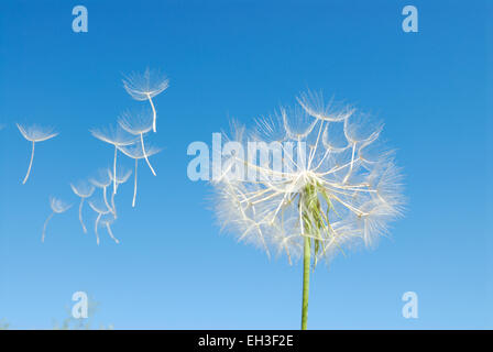 Löwenzahn Samen Kopf und Samen im Wind gegen blauen Himmel Stockfoto