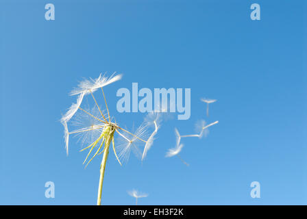 Löwenzahn Samen Kopf und Samen im Wind gegen blauen Himmel Stockfoto