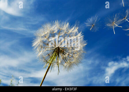 Löwenzahn Samen Kopf und Samen im Wind gegen blauen Himmel Stockfoto