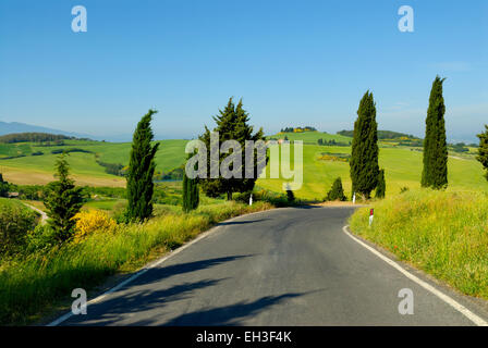 Zypressen entlang Landstraße Monticchiello (UNESCO Weltkulturerbe), Val d ' Orcia, Toskana, Italien Stockfoto