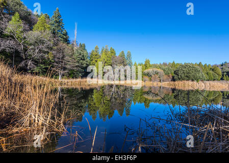 Eine Vielzahl von Bäumen und Schilf um Doane Teich. Palomar Mountain State Park, California, Vereinigte Staaten von Amerika. Stockfoto