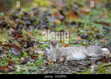 Hermelin, Mustela Erminea, mit frisch getöteten oder gelähmten Kaninchen, Wales, UK Stockfoto