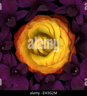 Einzelne gelb orange Rose isoliert Stockfoto