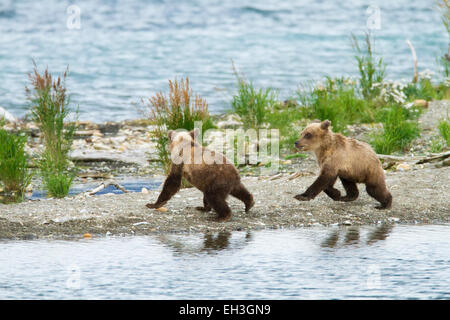 Zwei Braunbärenjungen an der Küste (Ursus arctos) spielen im Katmai National Park, Alaska, USA Stockfoto