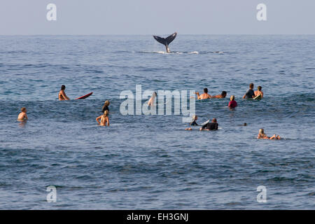 Surfer und Wal in Ho'okipa Beach Park, Hawaii Stockfoto