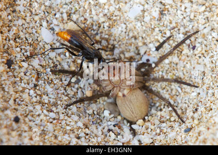 Eine asiatische Rotschwanzspinne (Tachypompilus analis), die eine gelähmte Riesenkrabbe-Spinne (Heteropoda venatoria) zu ihrem Nestplatz, Maui, Hawaii, schleppt Stockfoto