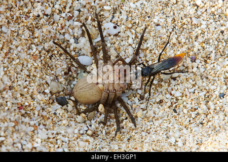 Eine asiatische Rotschwanzspinne (Tachypompilus analis), die eine gelähmte Riesenkrabbe-Spinne (Heteropoda venatoria) zu ihrem Nestplatz, Maui, Hawaii, schleppt Stockfoto