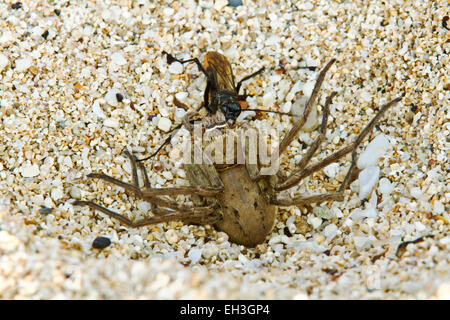 Eine asiatische Rotschwanzspinne (Tachypompilus analis), die eine gelähmte Riesenkrabbe-Spinne (Heteropoda venatoria) zu ihrem Nestplatz, Maui, Hawaii, schleppt Stockfoto