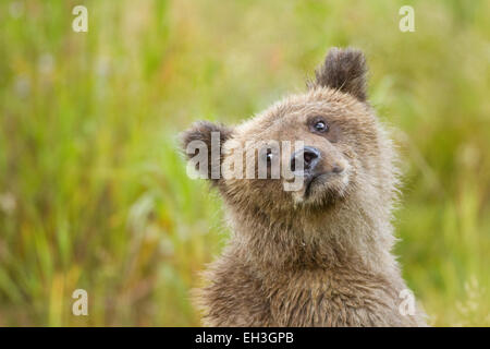 Coastal Brown Bear Cub (Ursus Arctos) in Katmai Nationalpark, Alaska Stockfoto