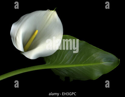 Calla Lily und Blatt vor dramatischen schwarzen Hintergrund isoliert Stockfoto