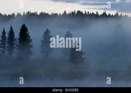 Nebel im Morgengrauen im Yellowstone-Nationalpark, Wyoming, USA Stockfoto