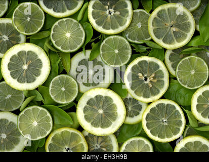 Bunte Scheiben Zitronen und Limetten Stockfoto