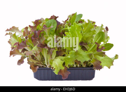 Baby-Salat Blätter wachsen in einer Box - auf einem weißen Hintergrund für Ihre eigene Versorgung "geschnitten und kommen wieder" ausgeschnitten. Stockfoto