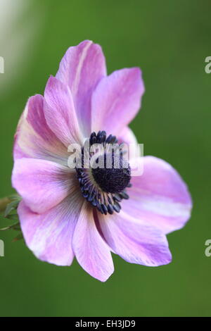 Anemone Coronaria De Caen-Fraktion Stockfoto