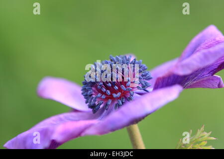 Anemone Coronaria De Caen-Fraktion Stockfoto