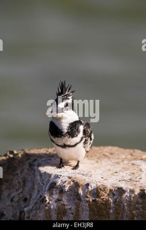 Pied Kingfisher (Ceryle Rudis) sitzen auf Wand, Nationalpark Djoudj, Senegal Stockfoto