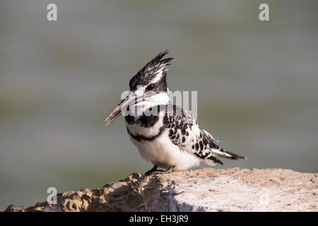 Pied Kingfisher (Ceryle Rudis) sitzen auf Wand, Nationalpark Djoudj, Senegal Stockfoto