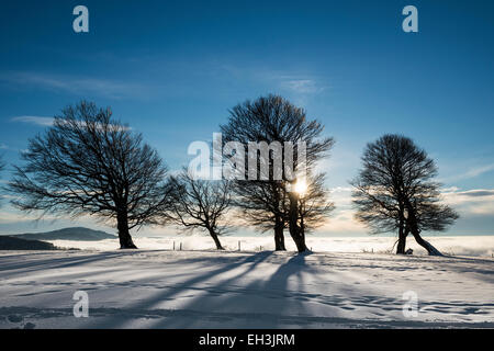 Wind-Bent buchen bei Sonnenuntergang im Winter, Schauinsland, in der Nähe von Freiburg Im Breisgau, Schwarzwald, Baden-Württemberg, Deutschland Stockfoto