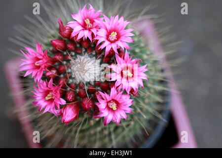 Rote Leitung Ire oder Mammillaria La Kaktus Stockfoto