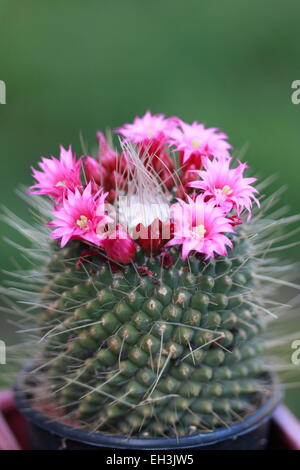 Rote Leitung Ire oder Mammillaria La Kaktus Stockfoto