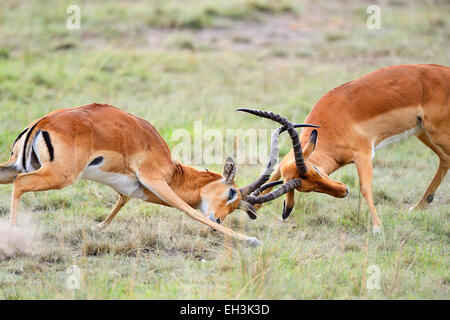 Impalas (Aepyceros Melampus), kämpfen Männchen, Masai Mara National Reserve, Kenia Stockfoto