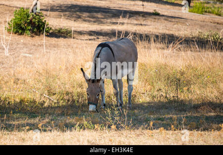 Esel (Equus Africanus Asinus) Weiden im Schatten, Korsika, Frankreich Stockfoto
