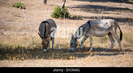 Zwei Esel (Equus Africanus Asinus) Weiden im Schatten, Korsika, Frankreich Stockfoto