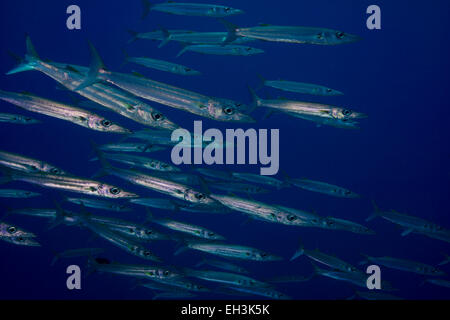 Schule der Sharpfin Barracuda (größten Helleri), Palau Stockfoto