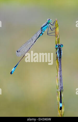Blau-tailed Damselfly (Ischnura Elegans), zwei Männchen, Burgenland, Österreich Stockfoto