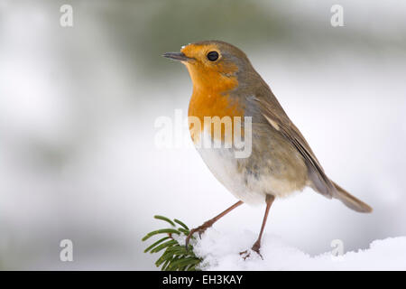 Rotkehlchen (Erithacus Rubecula), Tirol, Österreich Stockfoto