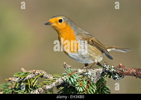 Rotkehlchen (Erithacus Rubecula), Tirol, Österreich Stockfoto