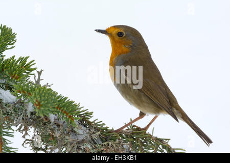 Rotkehlchen (Erithacus Rubecula), Tirol, Österreich Stockfoto