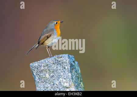 Rotkehlchen (Erithacus Rubecula), Tirol, Österreich Stockfoto