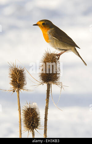 Rotkehlchen (Erithacus Rubecula), Tirol, Österreich Stockfoto