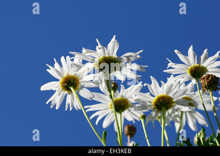 Reihe von weißen Margeriten gegen klar blauen Himmel Stockfoto