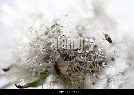 Makroaufnahme von Wassertropfen auf Löwenzahnsamen Stockfoto