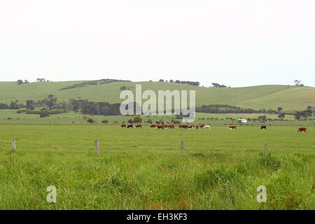 Ansicht der Landschaft in der Nähe von Ackerland in Victoria Australien Stockfoto