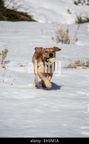 Hunde spielen im Schnee in der Sierra de Tramuntana auf Mallorca Stockfoto