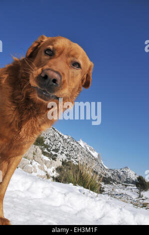 Hunde spielen im Schnee in der Sierra de Tramuntana auf Mallorca Stockfoto