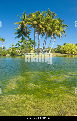 COCONUT PALM BÄUME PANDANUS SEE FAIRCHILD TROPICAL BOTANIC GARDEN CORAL GABLES FLORIDA USA Stockfoto