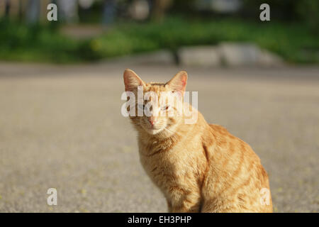 roten heimatlose Katze Porträt im sonnigen Tag Stockfoto